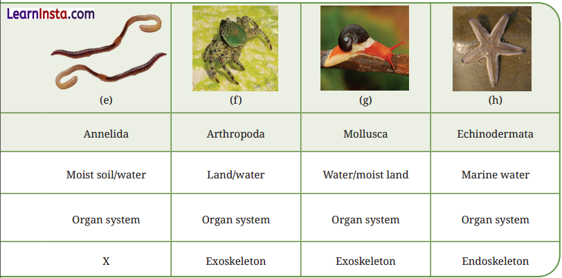 Patterns in Life Diversity and Classification Class 9 Notes Science Chapter 12 12
