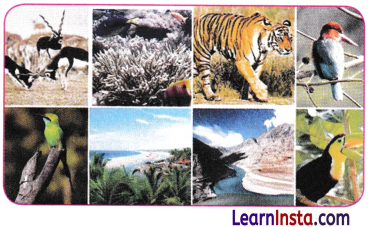 Patterns in Life Diversity and Classification Class 9 Notes Science Chapter 12 2