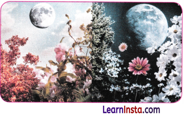 Patterns in Life Diversity and Classification Class 9 Notes Science Chapter 12 4