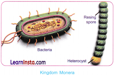 Patterns in Life Diversity and Classification Class 9 Notes Science Chapter 12 8
