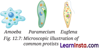 Patterns in Life Diversity and Classification Class 9 Notes Science Chapter 12 9