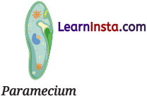 Patterns in Life Diversity and Classification Class 9 Question Answer Science Exploration Chapter 12 1
