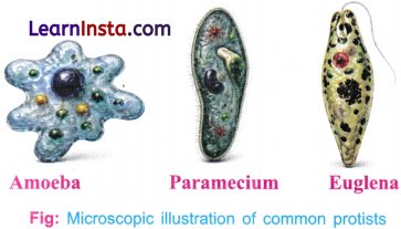 Patterns in Life Diversity and Classification Class 9 Question Answer Science Exploration Chapter 12 10