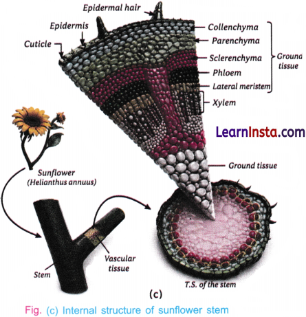 Patterns in Life Diversity and Classification Class 9 Question Answer Science Exploration Chapter 12 12