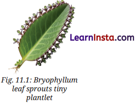 Reproduction How Life Continues Class 9 Notes Science Chapter 11 1