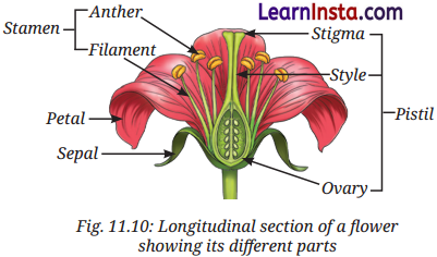 Reproduction How Life Continues Class 9 Notes Science Chapter 11 4