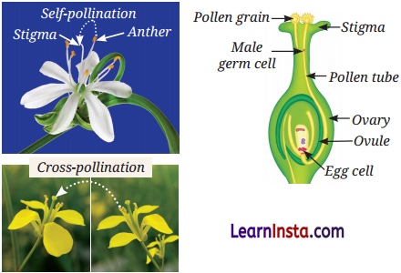 Reproduction How Life Continues Class 9 Notes Science Chapter 11 5