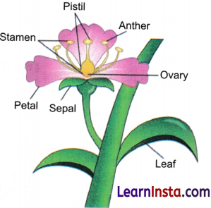Reproduction How Life Continues Class 9 Question Answer Science Exploration Chapter 11 1