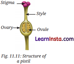 Reproduction How Life Continues Class 9 Question Answer Science Exploration Chapter 11 12