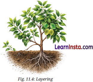Reproduction How Life Continues Class 9 Question Answer Science Exploration Chapter 11 6