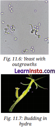 Reproduction How Life Continues Class 9 Question Answer Science Exploration Chapter 11 8