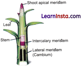 Tissues in Action Class 9 Extra Questions and Answer Science Chapter 3 1