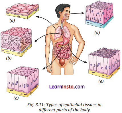 Tissues in Action Class 9 Extra Questions and Answer Science Chapter 3 2