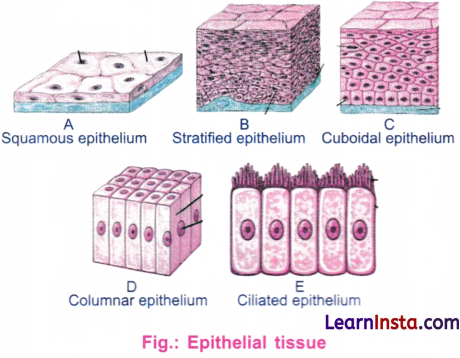 Tissues in Action Class 9 Extra Questions and Answer Science Chapter 3 3