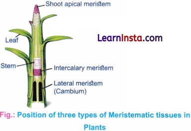 Tissues in Action Class 9 Notes Science Chapter 3 1