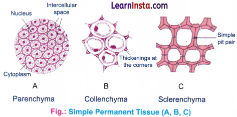 Tissues in Action Class 9 Notes Science Chapter 3 2