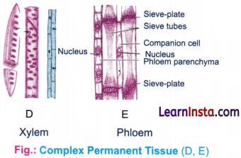 Tissues in Action Class 9 Notes Science Chapter 3 3