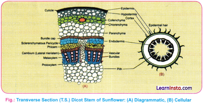 Tissues in Action Class 9 Notes Science Chapter 3 4