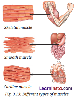 Tissues in Action Class 9 Notes Science Chapter 3 6
