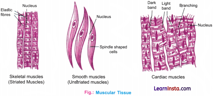 Tissues in Action Class 9 Notes Science Chapter 3 7