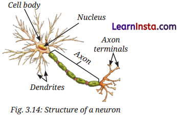 Tissues in Action Class 9 Notes Science Chapter 3 8