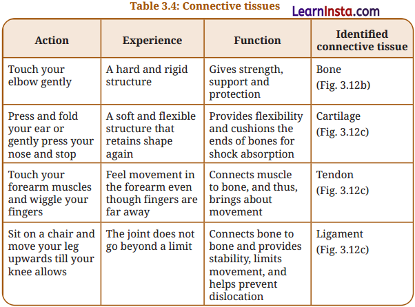 Tissues in Action Class 9 Question Answer Science Exploration Chapter 3 11