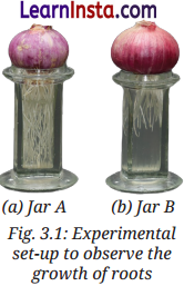Tissues in Action Class 9 Question Answer Science Exploration Chapter 3 7