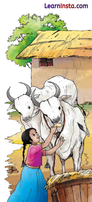 दो बैलों की कथा Class 9 Summary in Hindi Ganga Chapter 1 4