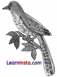 Chitra Varnan in Sanskrit Class 7 with Answers 7