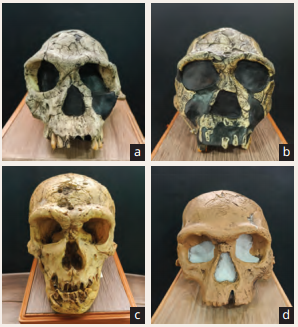 Early Humans and Beginning of Civilisation Class 9 Question Answer SST Chapter 4 2