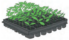 Kaushal Bodh Class 7 Solutions Project 1 Chapter 1 Plant Nursery 12