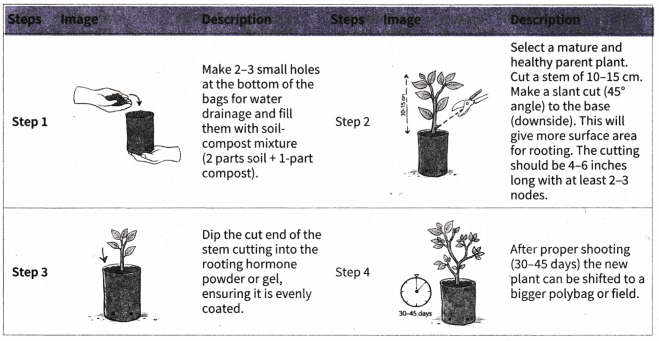 Kaushal Bodh Class 7 Solutions Project 1 Chapter 1 Plant Nursery 13