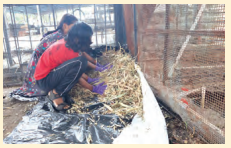 Kaushal Bodh Class 8 Chapter 2 Solutions Project 2 Feeding and Caring for Farm Animals 18