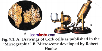 Microscope and Microscopy Class 9 Notes Advanced Science Chapter 9 1