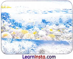 World Geography Some Glimpses Class 8 Notes SST Part 2 Chapter 1 6